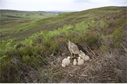 Hen Harrier - Circus cyaneus - adult female at nest site with chicks on heather moor, Sutherland, Scotland, July. 